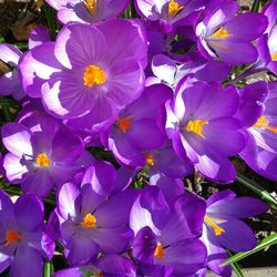 Close-up of purple flower