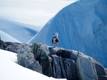 Seagull perching on rock