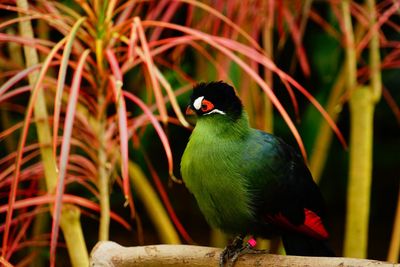 Close-up of bird perching on branch