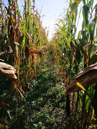 View of corn field against sky