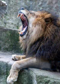 Lion opens his mouth wide and lets out a load roar