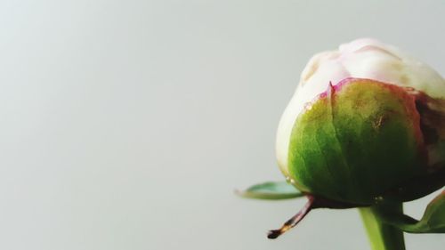 Close-up of fruit over white background