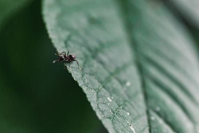 Close-up of ant on leaf