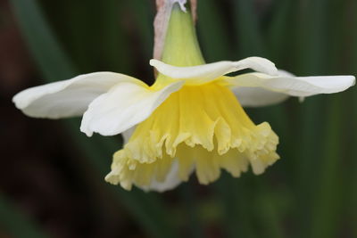 Close-up of white flowering plant