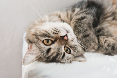 Close-up portrait of a cat