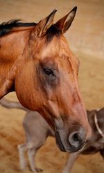 Close-up of horse in ranch