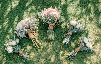 High angle view of flowering plants on field