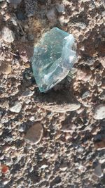 Close-up view of crab