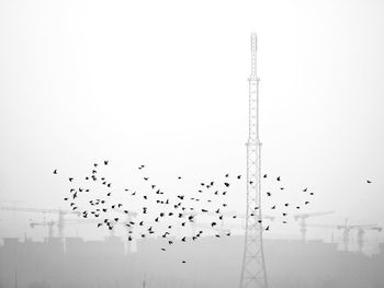 flock of birds