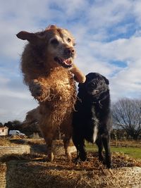 Dog standing against sky