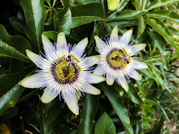 High angle view of flowering plant