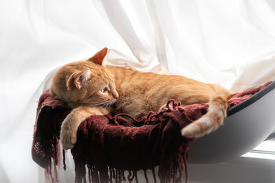 High angle view of cat sleeping on bed
