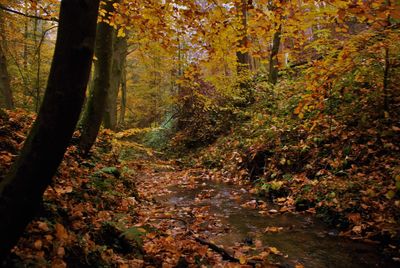 Trees in forest