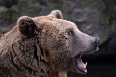 Close-up of lion looking away