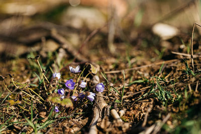 Close-up of purple flowering plant on field