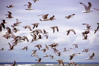 Flock of seagulls flying over sea