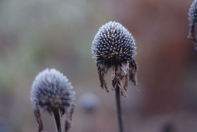 Close-up of wilted flower against blurred background