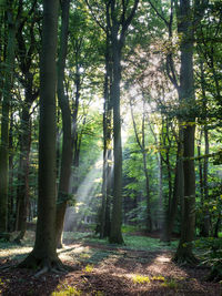 Sunlight streaming through trees in forest