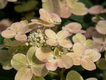 Close-up of hydrangea flowers