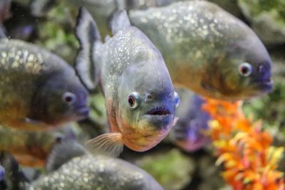 Close-up of fish swimming in sea