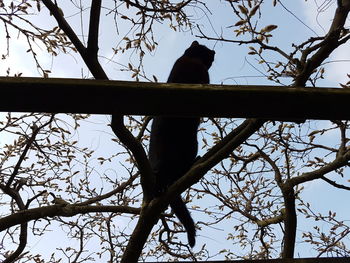 Low angle view of a bird perching on a tree