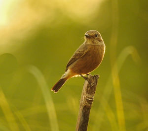 Close-up of bird perching on tree