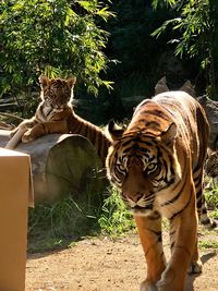 Tiger in a zoo