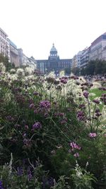 Flowers growing in park