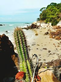 Close-up of cactus by sea against sky