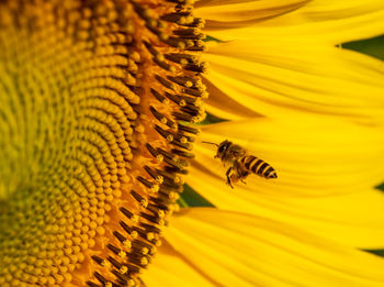 Honey bee pollinating on sunflower