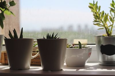 Close-up of potted plant on table