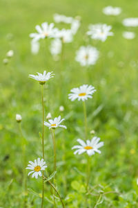 Close-up of white daisy flowers