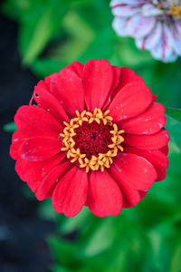 Close-up of red flower blooming outdoors