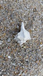 High angle view of lizard on snow