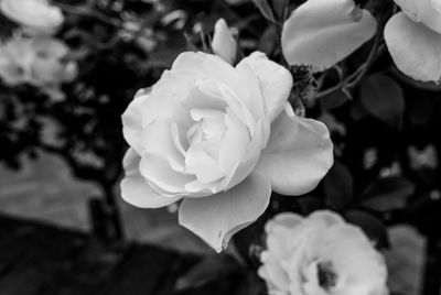 Close-up of white flower blooming outdoors