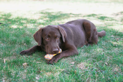 Chocolate labrador retriever dog is playing with toy on a grass.
