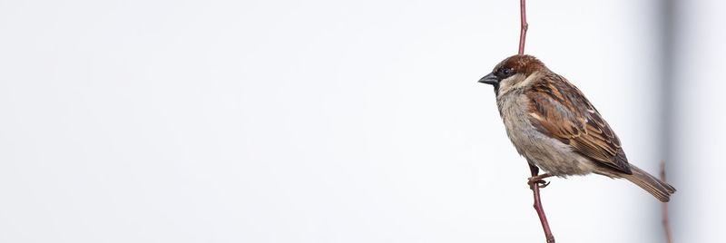 Low angle view of bird perching on the sky