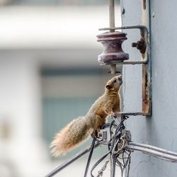 Low angle view of squirrel on metal