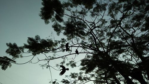 Low angle view of silhouette tree against sky