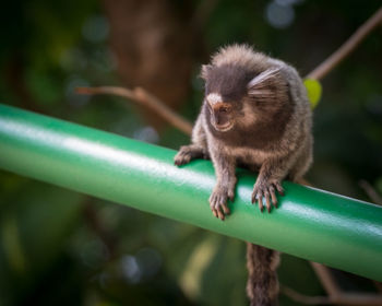 Close-up of monkey