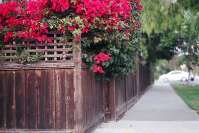 Pink flowers growing on plant