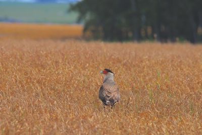 Dog standing on grassy field