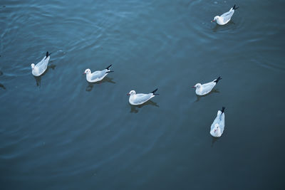 High angle view of seagulls swimming in lake