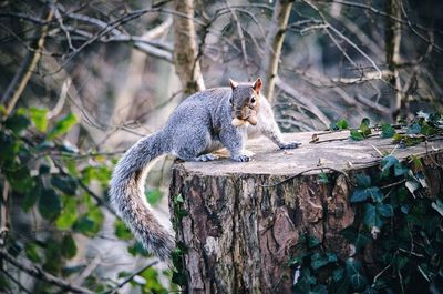Close-up of squirrel eating on tree stump
