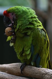 Close-up of parrot perching on branch