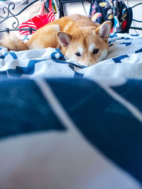 Dog relaxing on bed