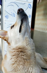 Close-up of a dog looking away