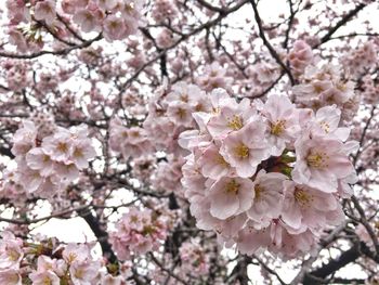 Close-up of cherry blossoms in spring