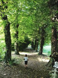 Rear view of boy walking on tree