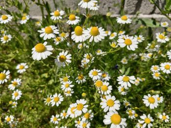 White daisy flowers